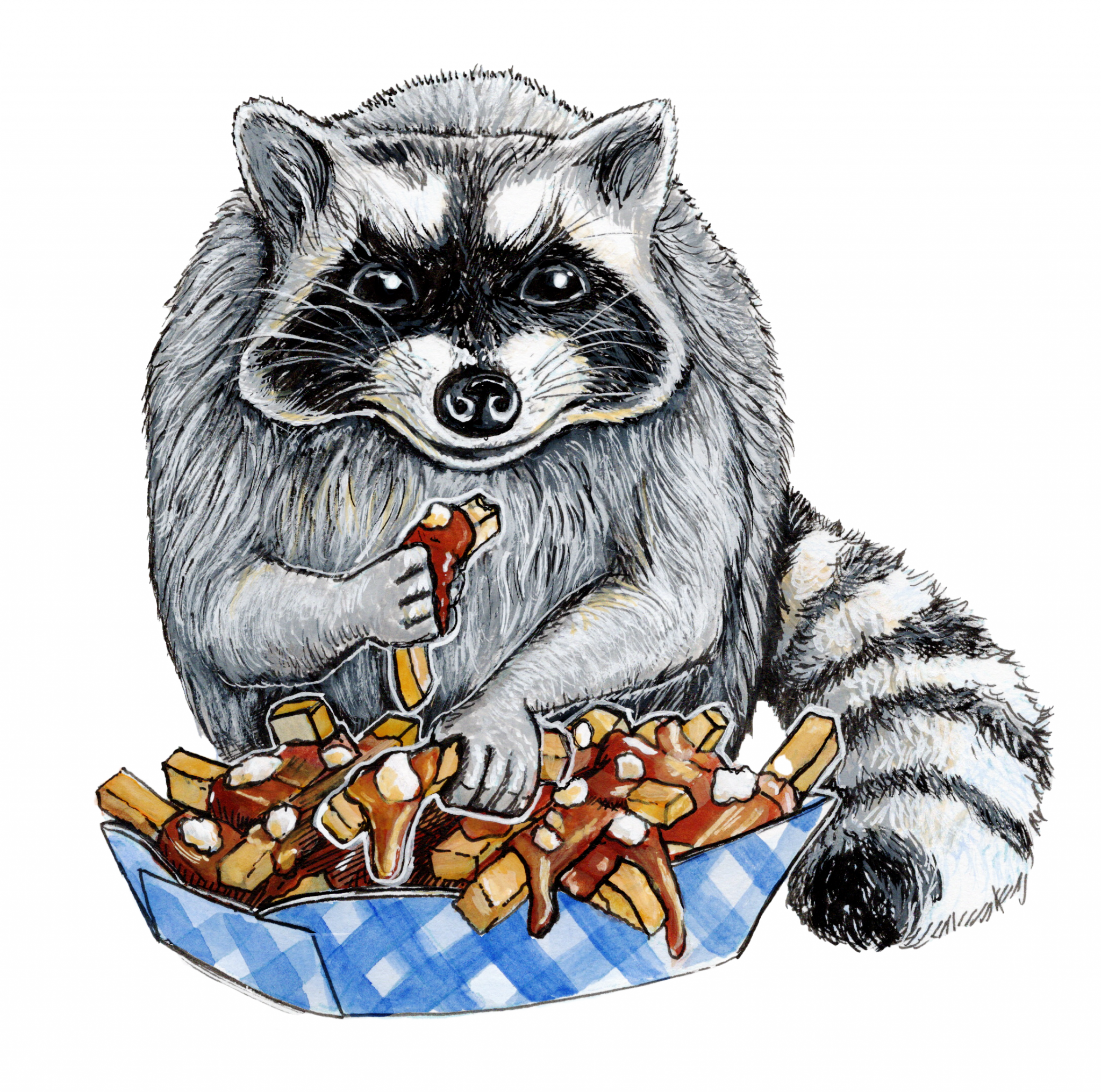 Illustration of a cheeky raccoon eating poutine out of a blue paper basket.