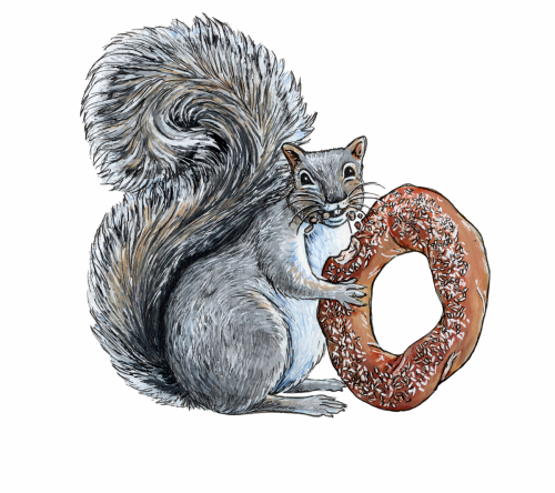Gouache Illustration of a mischievous Squirrel with a Montreal Style Bagel