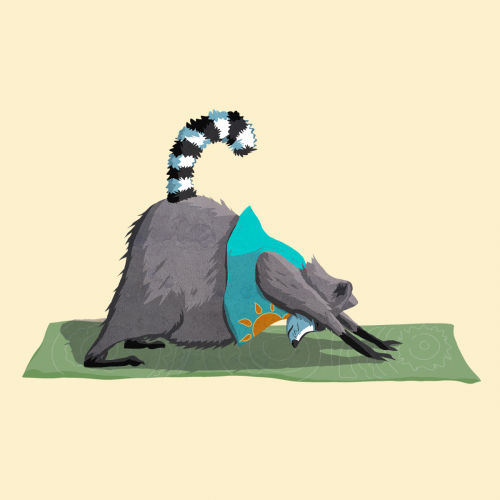 A digital illustration of a fat raccoon in down dog yoga position. It is wearing a turquoise tshirt. 